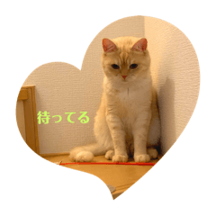 [LINEスタンプ] 舞浜キャッツ