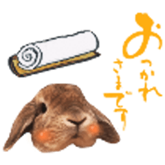 [LINEスタンプ] うさぎスタンプーMUC2