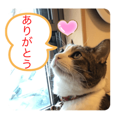 [LINEスタンプ] ねこ日和③