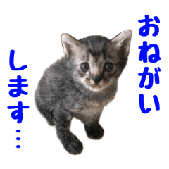 [LINEスタンプ] 猫ちゃんネコチャンネチコヤン？