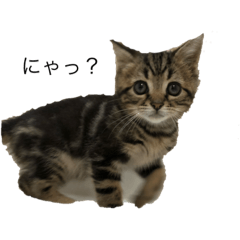 [LINEスタンプ] ニャース君