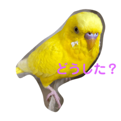 [LINEスタンプ] 黄色いインコ。自分発信編。