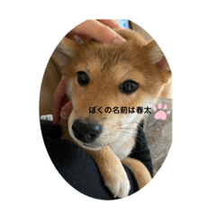 [LINEスタンプ] 柴犬の春太