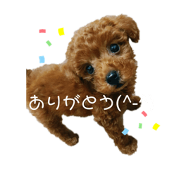 [LINEスタンプ] スタンプこむぎちゃん