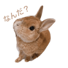[LINEスタンプ] うさぎのもちゃ