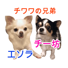 [LINEスタンプ] チワワのエソラとチー坊の画像（メイン）