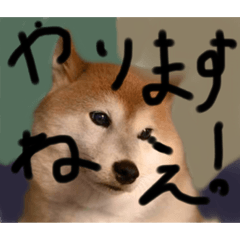 [LINEスタンプ] 便利な柴犬先輩