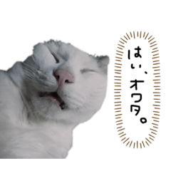 [LINEスタンプ] ねこのけだまスタンプ