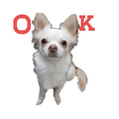 [LINEスタンプ] い·ぬ·