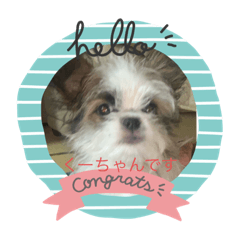 [LINEスタンプ] くーちゃんスタンプだよ⭐️