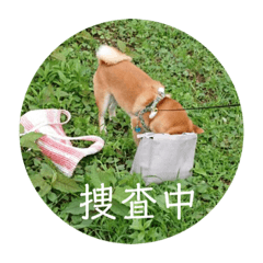 [LINEスタンプ] 豆柴こたろうスタンプ9