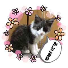 [LINEスタンプ] タマやん♡