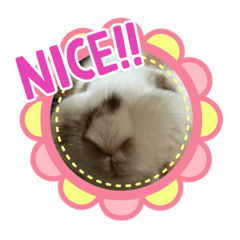 [LINEスタンプ] はなくんの日常