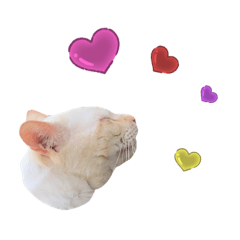 [LINEスタンプ] にゃんちゃんずー  [日常 あいさつ]