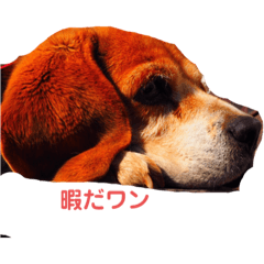 [LINEスタンプ] ビーグル犬レオの画像（メイン）