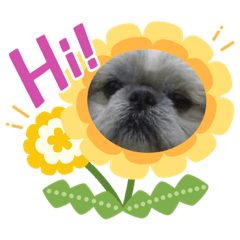 [LINEスタンプ] ペキニーズ 幸せになれ