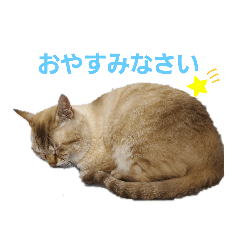 [LINEスタンプ] 我が家のレオにゃん。