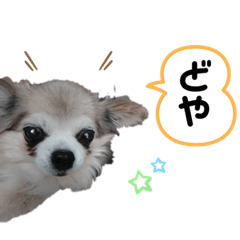 [LINEスタンプ] チャコちゃんのヨイヤ
