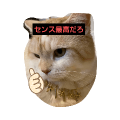[LINEスタンプ] 家族にゃんこ2
