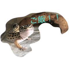 [LINEスタンプ] レオパーズ