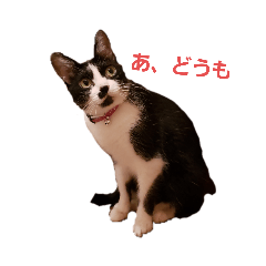 [LINEスタンプ] ハチワレこむぎさん