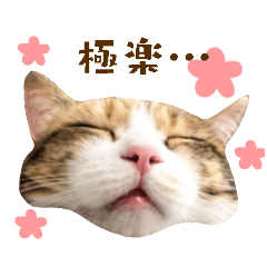 [LINEスタンプ] 看板猫のすあまさん