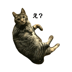 [LINEスタンプ] ネコで返す