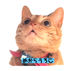 [LINEスタンプ] TAMAの言葉