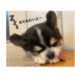 [LINEスタンプ] ちわのくっく