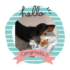 [LINEスタンプ] ダックスのcuteな日常A
