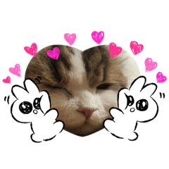 [LINEスタンプ] スコティッシュフォールドききちゃん つー