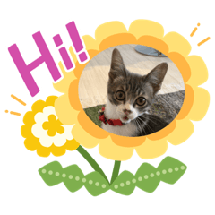 [LINEスタンプ] ねこねこねこ④