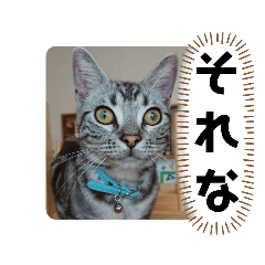 [LINEスタンプ] アメリカンショートヘア アメショ ルナ2