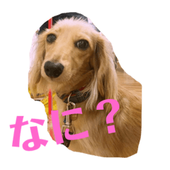 [LINEスタンプ] ぱぴちゃんぶんくん