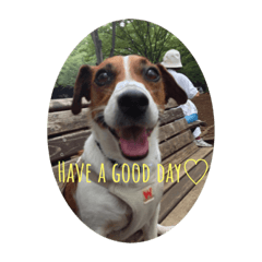 [LINEスタンプ] Ken the Jack Russel Terrier