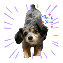[LINEスタンプ] 可愛いコタロー