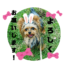[LINEスタンプ] ヨーキーつくたんスタンプ16
