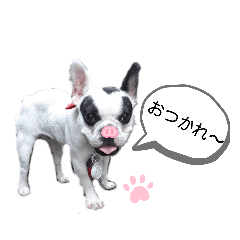 [LINEスタンプ] ラッキー<MIX>モコ<Frenchbulldog>