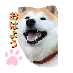 [LINEスタンプ] 柴犬 クウ