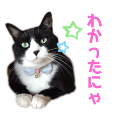 [LINEスタンプ] ごま子さん家の猫ごましお。