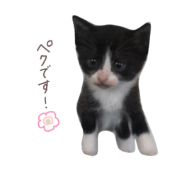 [LINEスタンプ] だんだん成長するペク