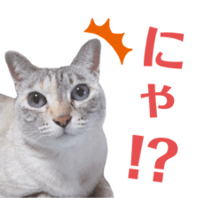[LINEスタンプ] カワカワなチョロ