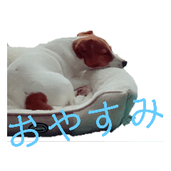 [LINEスタンプ] ジャックラッセルテリア      ～ポピー～