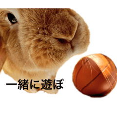 [LINEスタンプ] ロップイヤー ポムくんのスタンプ