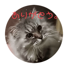 [LINEスタンプ] もふねこさん。