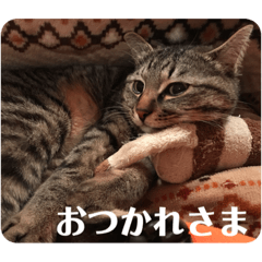 [LINEスタンプ] 新しゃけさんのスタンプ