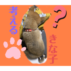 [LINEスタンプ] きな子はんの日常第7弾