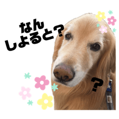 [LINEスタンプ] 愛犬、こじろうの気持ち（FULL）