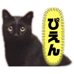 [LINEスタンプ] シャムトラと黒猫双子猫
