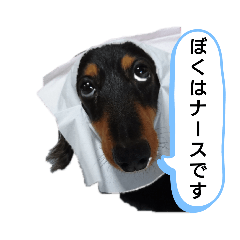 [LINEスタンプ] ダックスちょこたんの日常